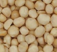 Macadamia die Königin der Nüsse zartschmelzender buttriger Geschmack mit ungesättigten Fettsäuren reich an Ballaststoffen